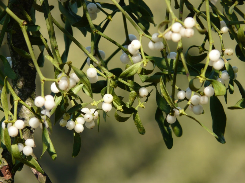 fruit, tree plant, wellbeing, green color, selective, berries, outdoors, santalaceae, plant part, periwinkle, beauty in nature, halbschmarotzer, viscum