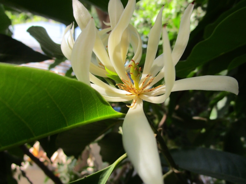 flower, pollen, beauty in nature, white color, nature, close-up, focus on foreground, vulnerability, plant part, green color, flower head, outdoors, 5K