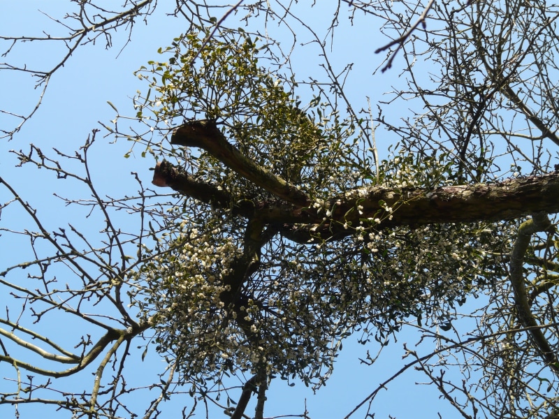animal wildlife, tree trunk, outdoors, bare tree, animal, flora, periwinkle, animal themes, nature, trunk, sandalwood crop, 2K, tree, growth, santalaceae