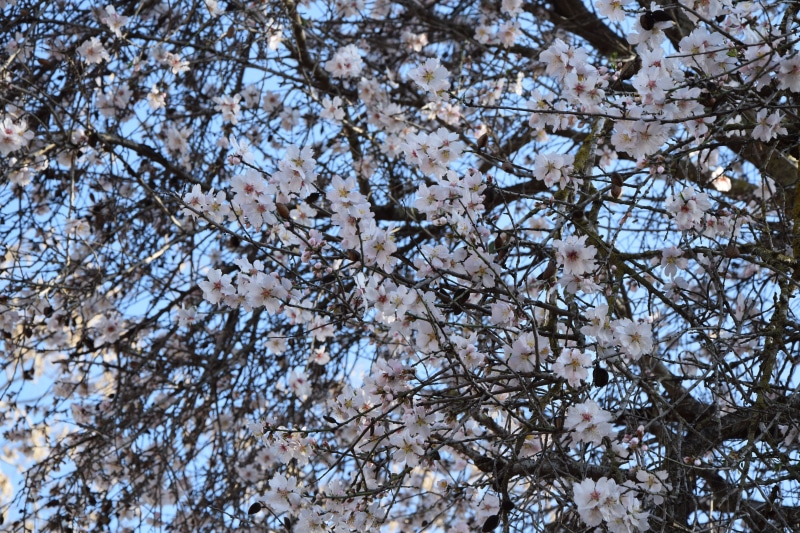 spring, tree, plant, low angle view, blooms, growth, no people, spacer, 5K, flowers, beauty, backgrounds, freshness, fragility, blossom, nature, cherry tree