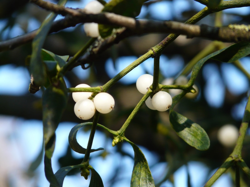 day, food, mistletoe, periwinkle, tree plant, selective focus, food and drink, viscum, selective, olive, close-up, sandalwood crop, healthy eating, freshness