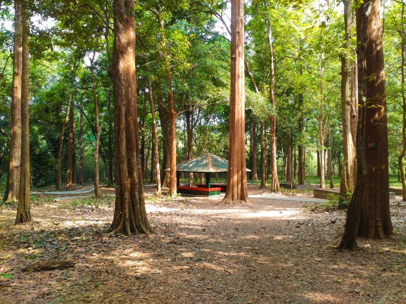 sunlight, no people, malappuram, nilambur, day, forest, beauty in nature, tree, land, transportation, teak plantation, outdoors, teak, travel, landscape