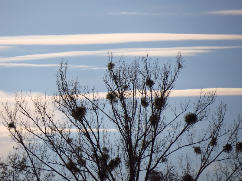 tranquil scene, white poplar, sandalwood crop, bare tree, growth, viscum, day, blue, dead plant, plant, outdoors, winter, silhouette, hell, non-urban scene