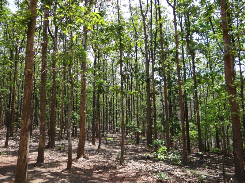 teak forests, 2K, Dandeli, environment, outdoors, bamboo - plant, growth, Forests, no people, wild, forest, scenics - nature, beauty in nature, rainforest
