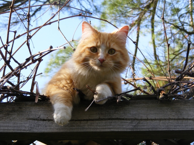 outdoors, domestic cat, playful, pet, no people, sweet, vertebrate, face, domestic animals, time, teak, pets, tabby, orange tabby, portrait, cat, lying