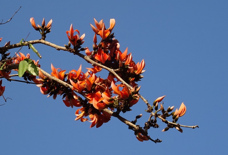 palas tree, fabaceae, butea frondosa, nature, india, karnataka, flowering plant, food and drink, sky, plant, flame of the forest, flower, autumn, dhak