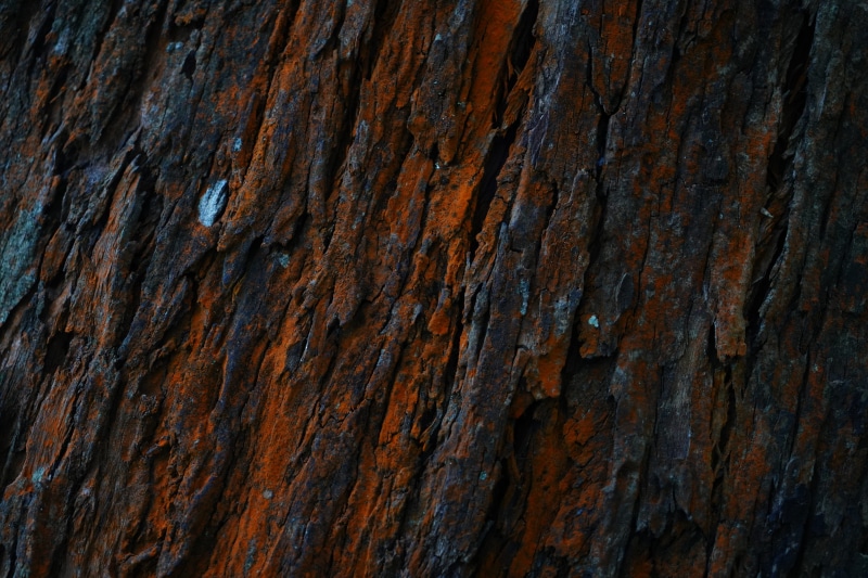 natural condition, design element, focus on background, textured, photography, plant bark, hardwood, weathered, wood - material, tree, pattern, no people