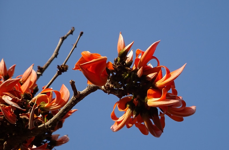 sky, flame of the forest, clear sky, bengal kino, india, day, butea monosperma, parrot tree, fragility, 2K, growth, inflorescence, flora, plant, beauty in nature
