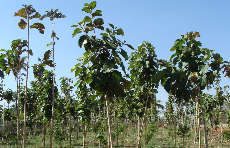 low angle view, Tectona Grandis, sunlight, sky, field, farmland, rural, Plantation, land, social forestry, tree, 2K, growth, fruit, cultivation, food and drink