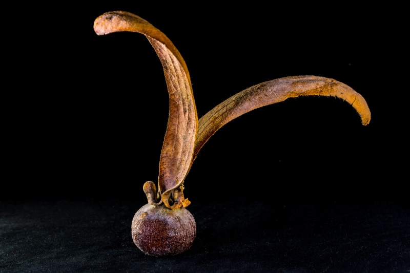 vegetable, single object, germinate, fruit, brownish, seed ball, drupe, full length, no people, studio shot, germ, dark, teak seeds, teak, colored background