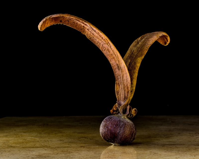 wellbeing, teak, teak seeds, single object, healthy eating, tectona grandis, seeds, wing, black background, freshness, studio shot, brown, tree, food and drink