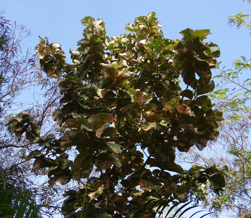 branch, low angle view, hubli, clear sky, deciduous, no people, leaf, day, teak, timber, green, freshness, growth, plant part, sky, green color, outdoors