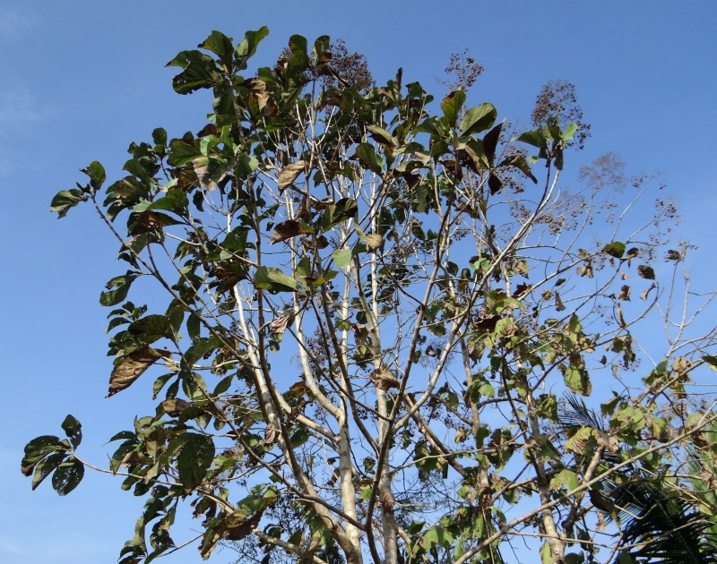 branch, india, flowering plant, 4K, leaf, spring, broad-leaved, nature, flower, teak tree, timber, clear sky, tectona grandis, sky, beauty in nature, no people