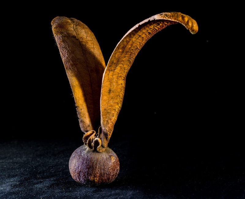 nature, teak seeds, brownish, organic, black background, healthy eating, tectona grandis, teak, still life, germ, seed ball, single object, globose, wellbeing