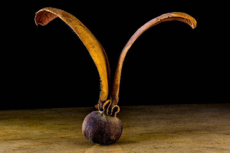 5K, copy space, studio shot, food, vegetable, fruit, no People, globose, indoors, drupe, black background, ripe, healthy lifestyle, Teak, teak seeds, germ