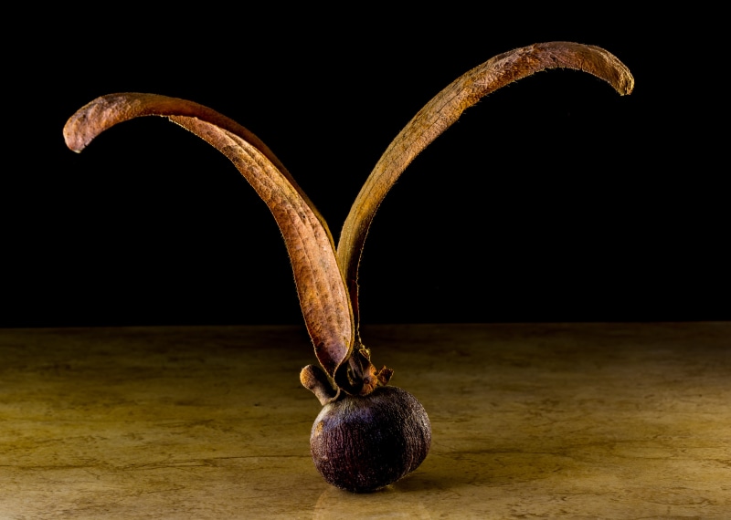 vegetable, food and drink, tectona grandis, single object, seeds, dietary fiber, black background, ripe, no people, seed ball, drupe, 5K, wellbeing, apple - fruit