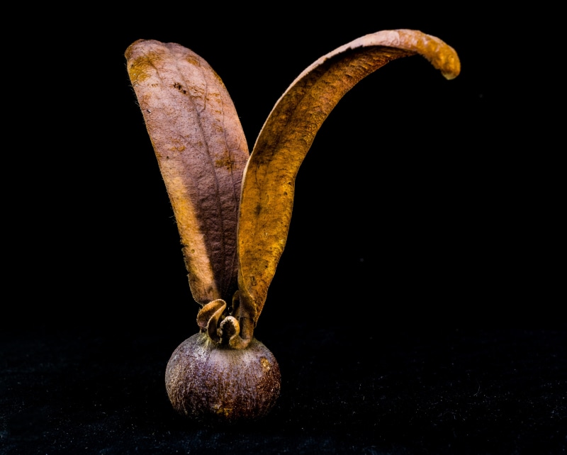 germ, Seed Ball, drupe, vegetable, freshness, nature, fruit, studio shot, still life, close-up, Seeds, globose, single Object, teak seeds, organic, root vegetable