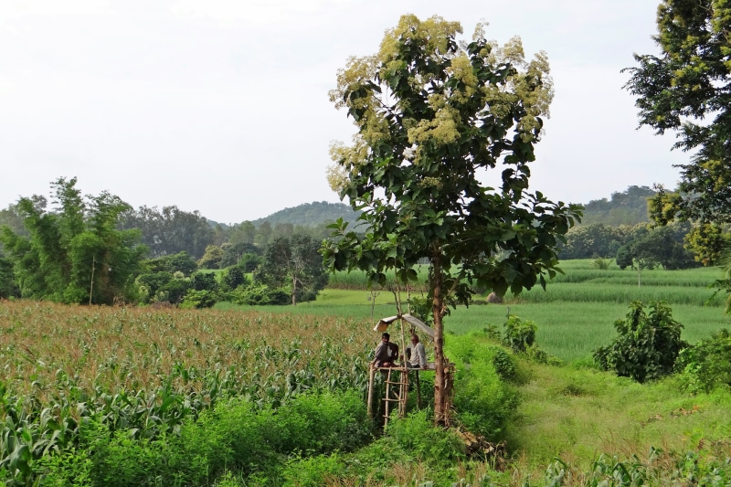 beauty in nature, sky, farmer, agriculture, farmers, field, growth, farm watch, scenics - nature, tree, two people, teak tree, real people, nature, day