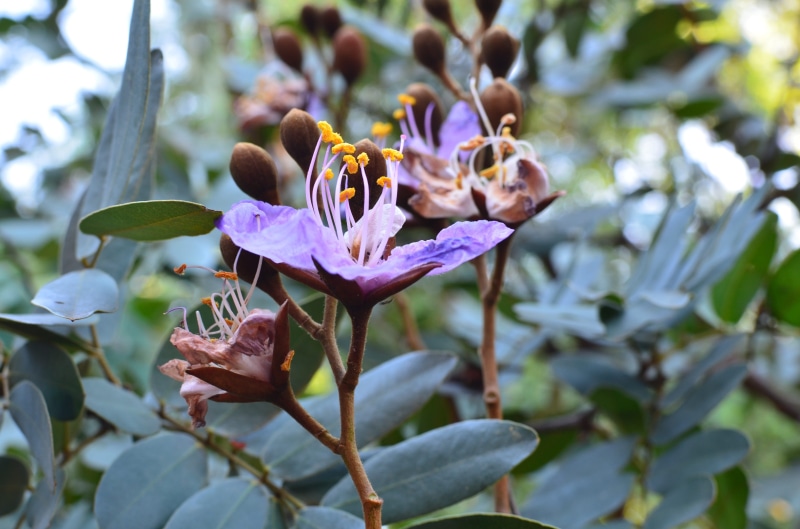 garden, nature, flower, flower head, day, flora, vulnerability, close-up, season, growth, purple, inflorescence, beauty in nature, pollen, focus on foreground