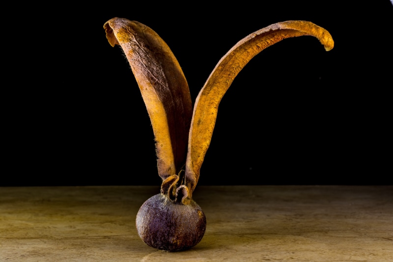 freshness, Germinate, globose, indoors, Seeds, drupe, wing, food, organic, black background, studio shot, single object, healthy eating, germ, wood - material
