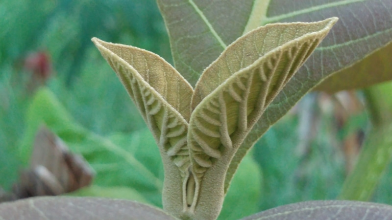 day, flower, plant, plant part, nature, leaf, green color, close-up, tree, outdoors, teak wood, focus on foreground, food, background, growth, teak leaves