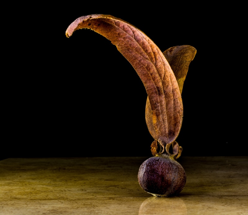 wood - material, freshness, growth, still life, fruit, single object, black background, studio shot, germ, indoors, nature, teak seeds, Seed Ball, wing