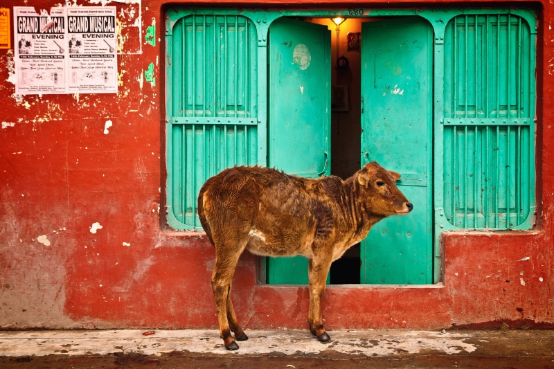 street, india, religion, building exterior, vertebrate, animal themes, near, travel, traditional, pets, culture, colorful, closed, no people, mammal, 4K