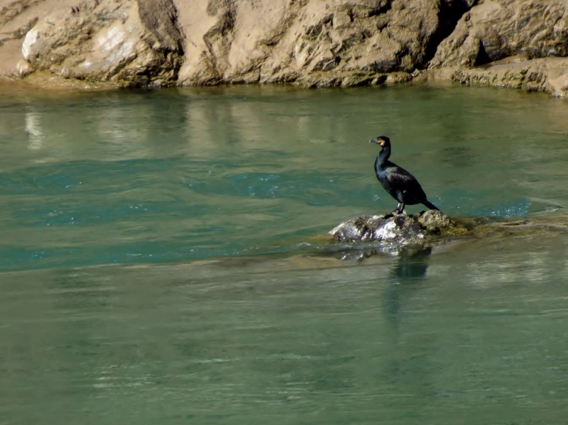 outdoors, vertebrate, water, animals in the wild, no people, rock, one animal, day, india, bird, perching, animal wildlife, rishikesh india, 2K, animal