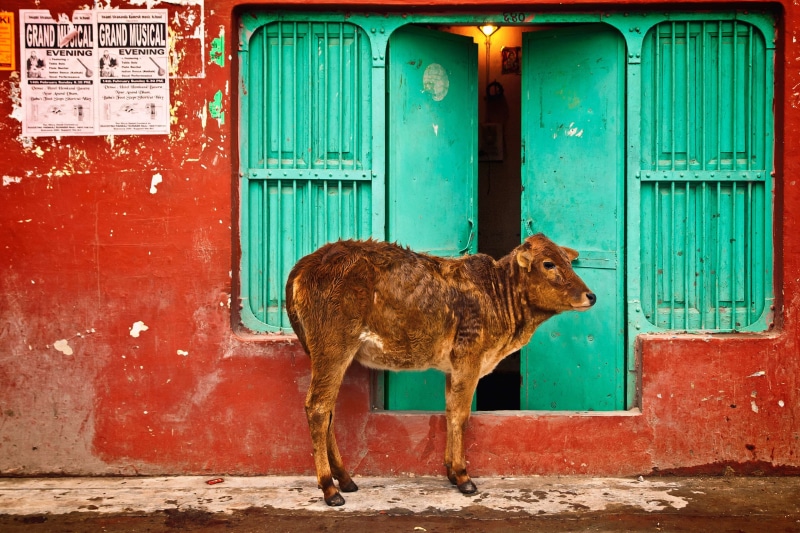 one animal, animal themes, outside, mammal, door, milk, india, old, vertebrate, pets, 4K, built structure, street, standing, traditional, hindi, outdoors