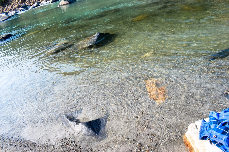 waterfront, india, outdoors, land, pollution, uttrakhand, animal, river, no people, flowing water, sunlight, beach, high angle view, fish, nature, vertebrate