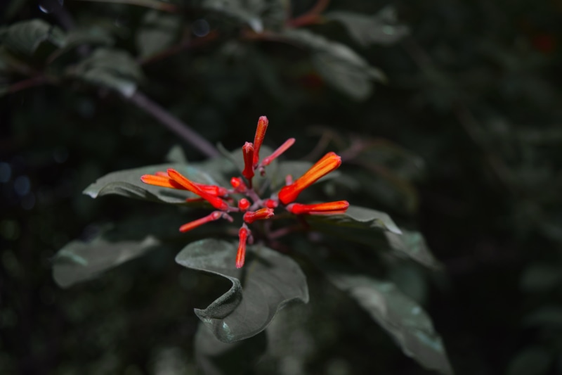 fragility, flower, red, petals, growth, wild, focus on foreground, close-up, plant, petal, vulnerability, leaf, day, rishikesh, flower head, flora, outdoors