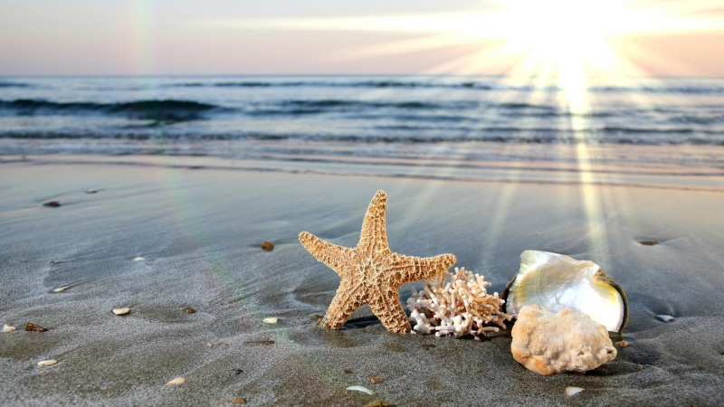 shells, beach, 3d and abstract, gang, brown, starfish, 1080P