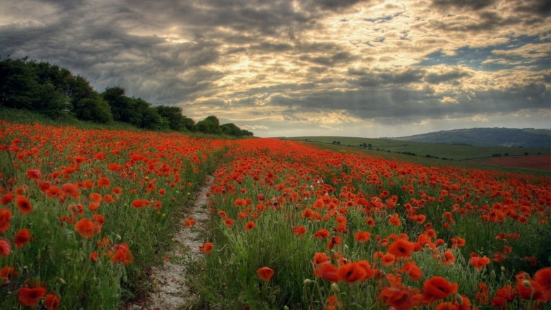 growth, path, flower, sky, beauty in nature, poppies, hills, flowering plant, 1080P, rural scene, flowerbed, tranquil scene, scenics - nature, poppy, field