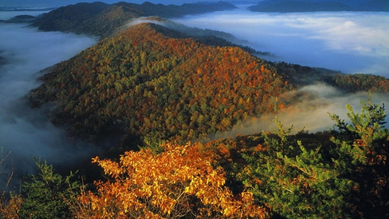 kentucky, nature and landscapes, autumn, 1080P, forest, fog, hills