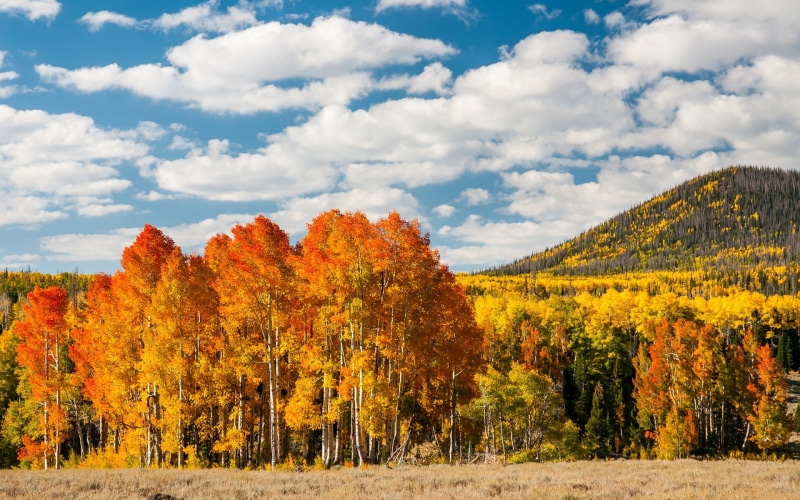 1080P, Hill, Autumn, Yellow, Forest, Trees, Leaves