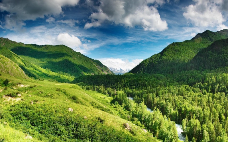 forest, valley, trees, android, hills, 2K, landscapes, wind, nature