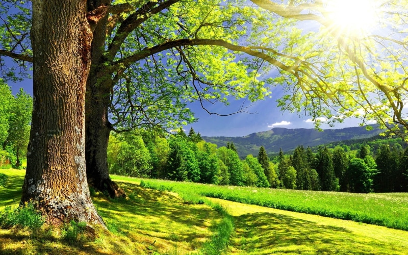 sunlight, background, trees, hills, forest, hi res, 2K, landscape