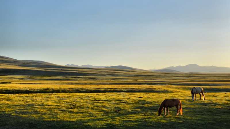 2K, plains, Song Kul, Kyrgyzstan, horse