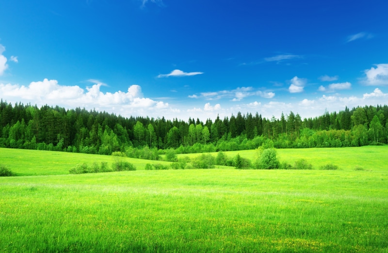 grass, meadow, nature, scenics - nature, pine woodland, landscape, green - golf course, vibrant color, environment, land, coniferous tree, blue, plain