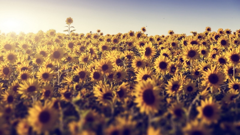 softness, flower head, landscape, agriculture, sunlight, land, growth, no people, environment, sunflowers, sky, selective focus, sunflower, field, flowering plant
