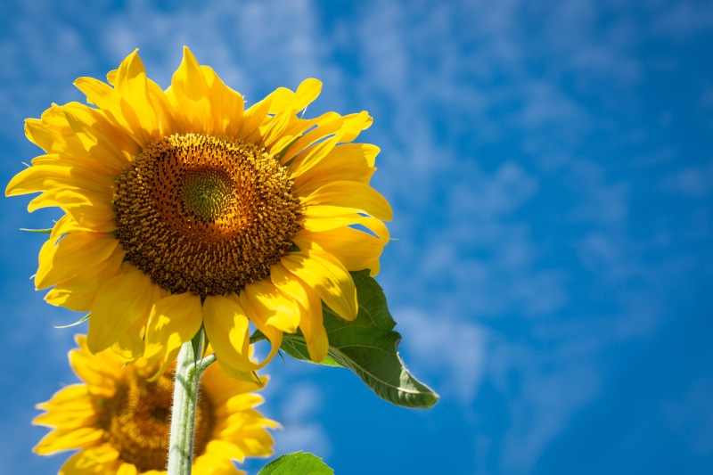 flora, blue, flower, 5K, growth, plant, pollen, blossom, sepal, beauty in nature, inflorescence, mac, petal, sunflowers, season, HD