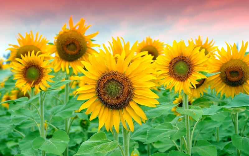 Beautiful, Field, Sunflowers, 2K