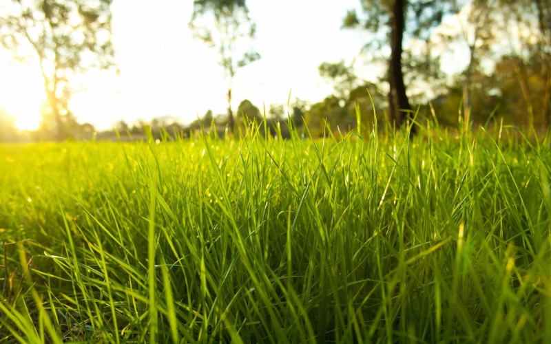 springtime, photography, landscape, grass, blade of grass, outdoors, nature, growth, 2K, tranquil scene, green color, scenics - nature, plants, beauty in nature