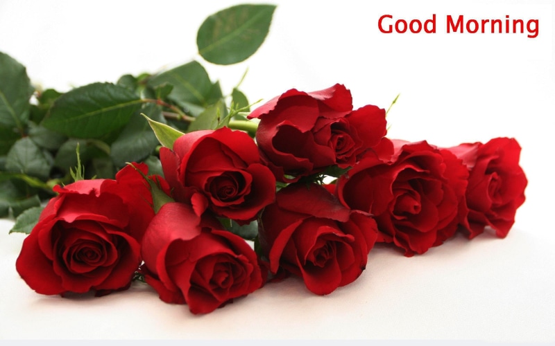 rose, morning, background, red, good, flower, 2K