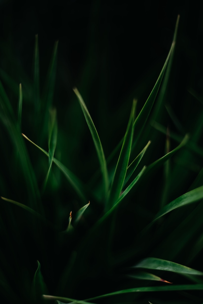 depth of field, beauty in nature, outdoors, selective focus, close-up, tilt, selective, field, no people, leaf, animal, growth, 5K, grass, focus on foreground