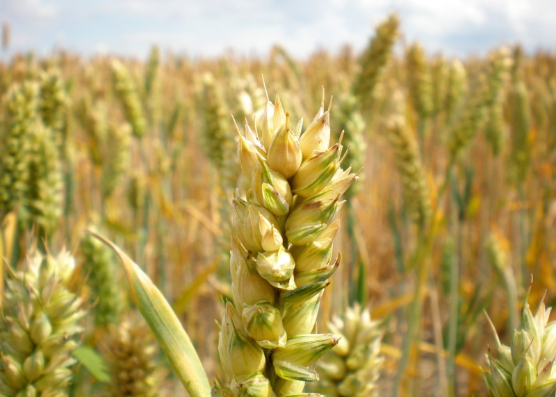 crop, farm, seed, grass, wheat grass, growth, plant, cereal Plant, wheat  field, food, grass field, gold Colored, field, photography, summer, rural Scene