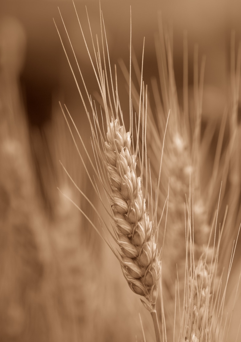 blé, close-up, food, plant, hay, ripe, cereal Plant, depth, corn, agriculture, straw, Du, wheat  grain, depth of field, yellow, growth, rural Scene, nature