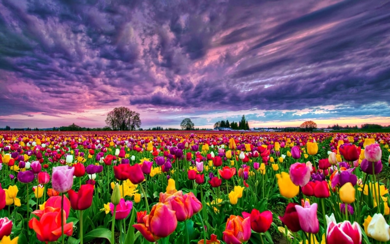 field, desktop, tulips, 2K, sunset, background