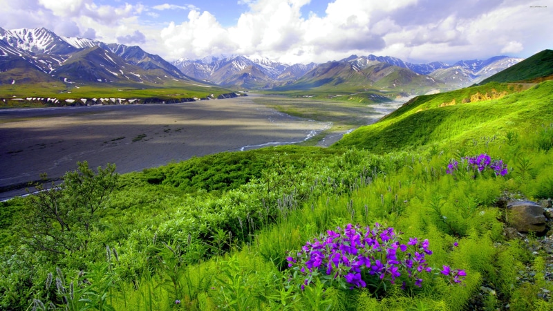 grass, outdoors, flowering plant, tranquil scene, tranquility, green color, beauty in nature, cloud - sky, flowers, landscape, no people, land