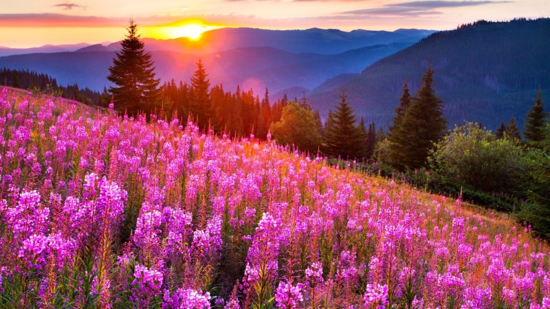 scenics - nature, hd, outdoors, summer, mow, pine tree, purple, landscape, flowering plant, sky, idyllic, mountain range, coniferous tree, mountain
